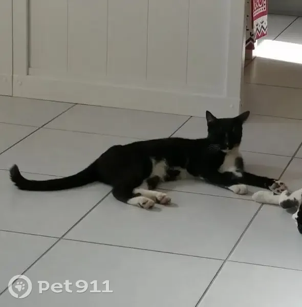 Milou, chat noir et blanc perdu - photo