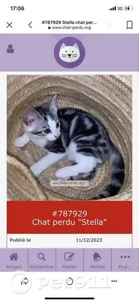 Chaton Stella disparu à Troyes - photo