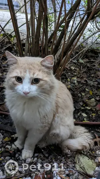 Chat roux/beige perdu - Jean Cayrol - photo