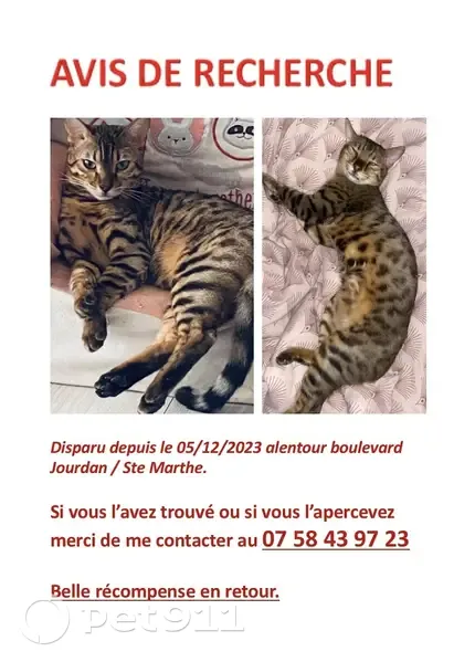 Chat Bengal perdu à Marseille - photo