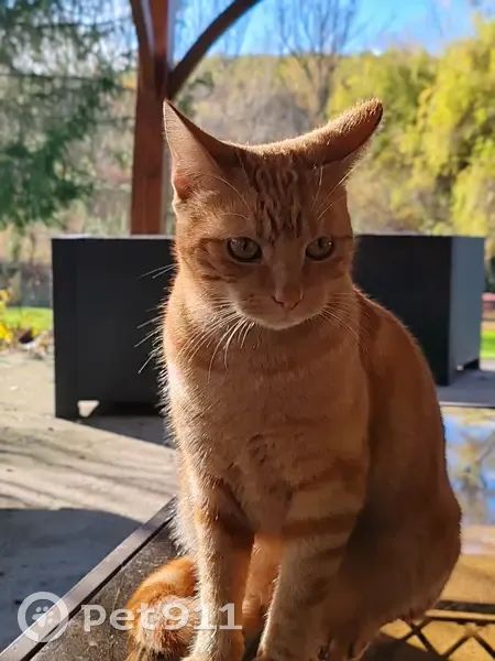 Chat roux tigré perdu à Loubéjac - photo