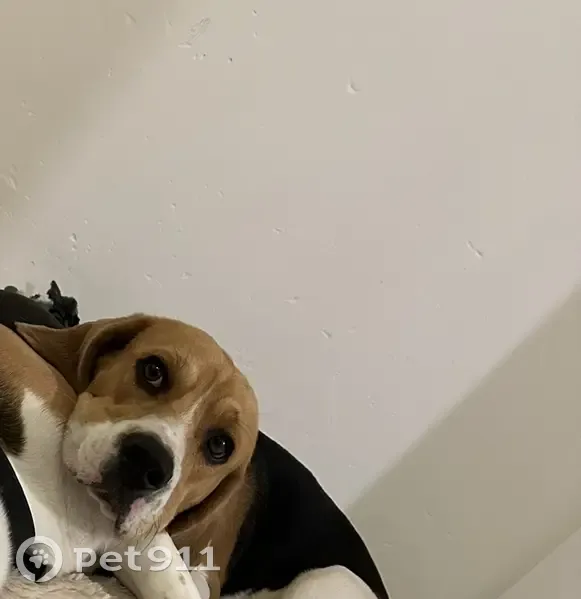 Chiot beagle perdu à Limoges - photo