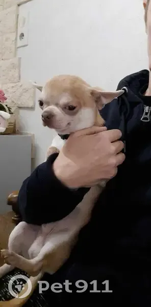 Chihuahua perdu à Saint-Lumier - photo