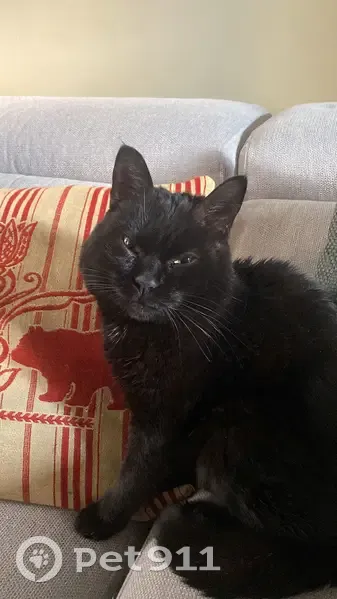Chat noir marqué trouvé à Angers - photo