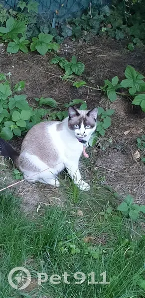 Chat perdu au Mériot, Grand Est - photo