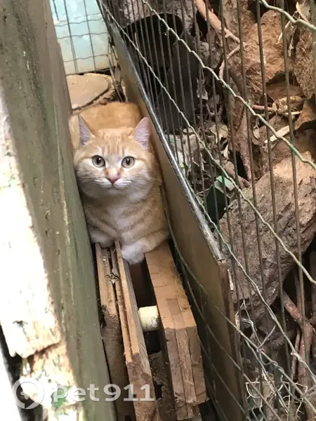 Disparition chat craintif, Ollioules - photo