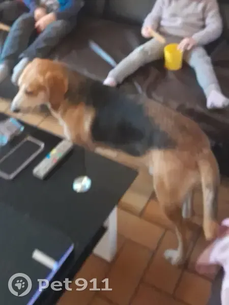 Avis de recherche: Nobo, chien noir - photo