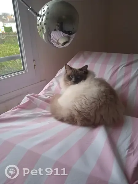 Chat Ragdoll Perdu - Bretteville - photo