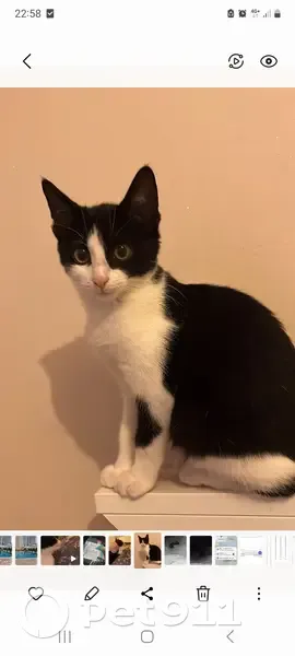 Chaton noir et blanc perdu à Saran - photo