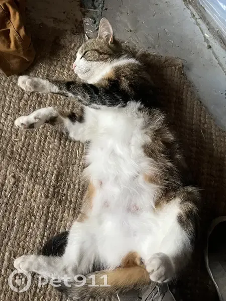 Chat borgne perdu à Arenthon - photo