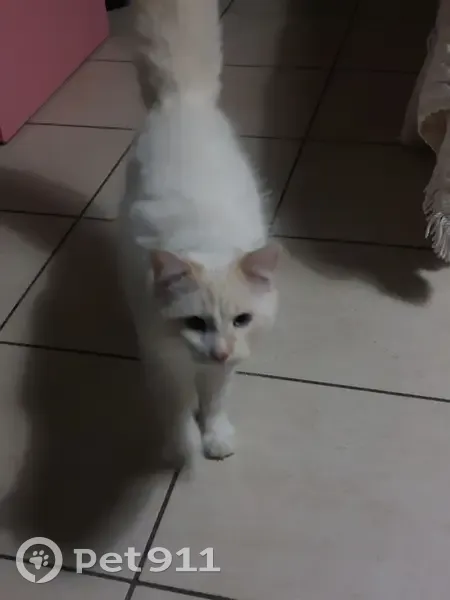 Alerte: Chaton blanc Gost perdu - photo