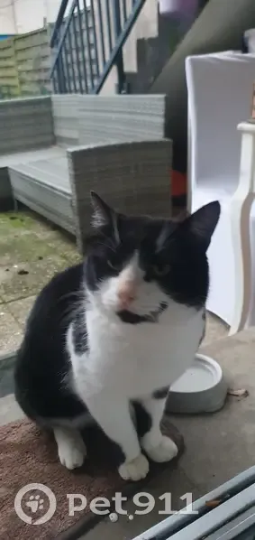Chat noir et blanc perdu - photo