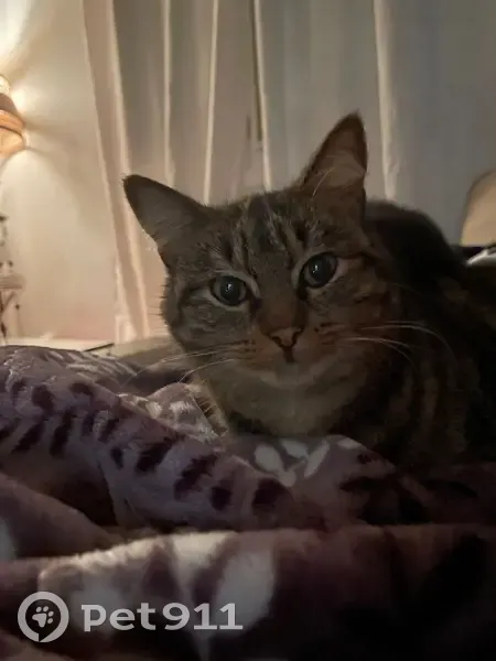 Mina, chat gris perdu à Candé - photo