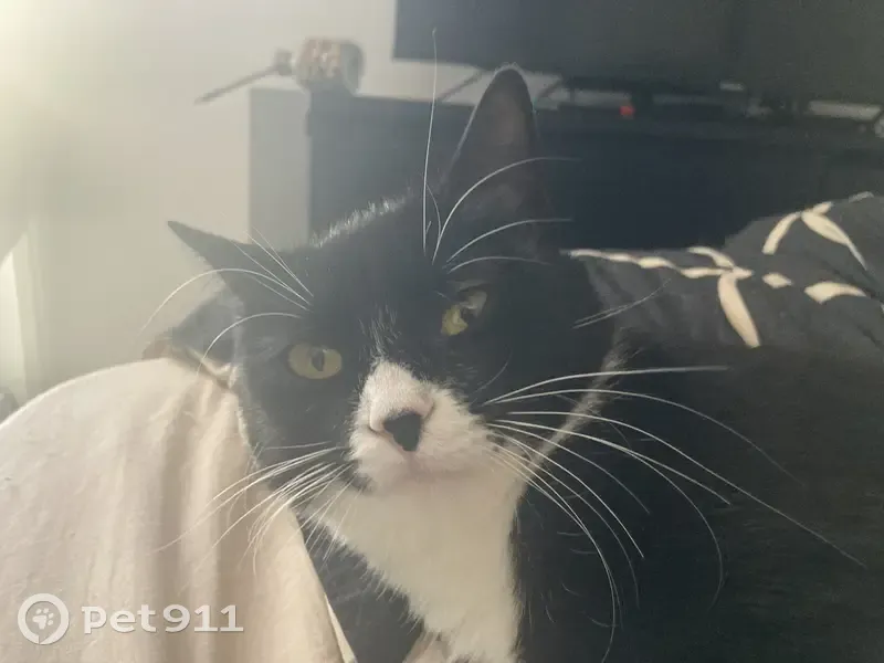 Chaton Saba perdu à Marseille - photo