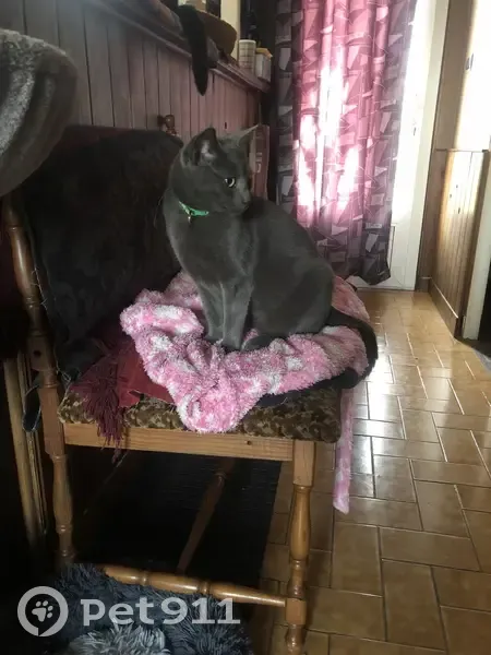 Chat gris aux yeux verts perdu - photo