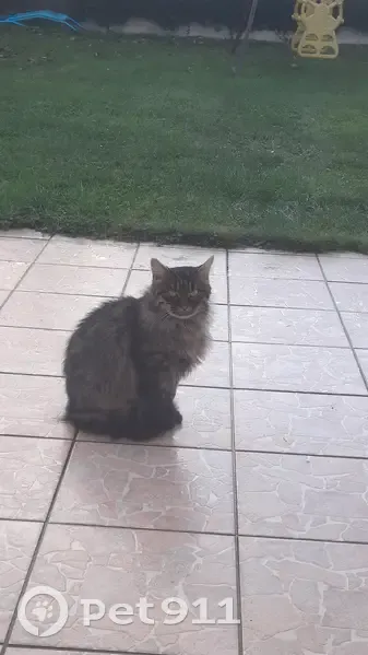 Chatte poilue trouvée à Saint-Paterne - photo