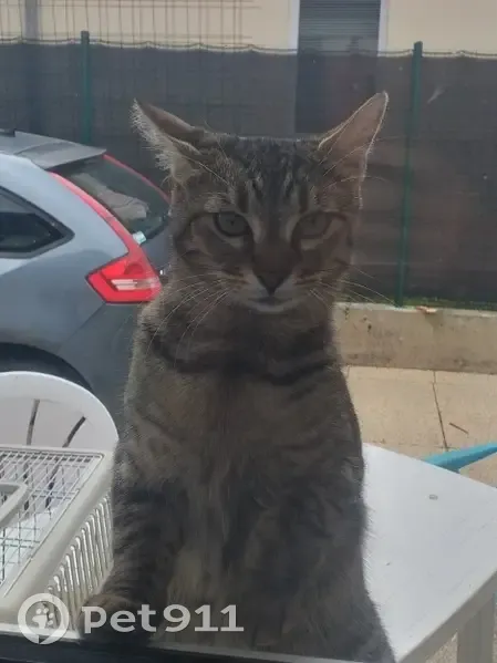 Chat tigré perdu à Agde - photo