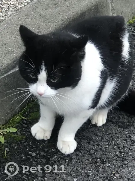 Chat noir et blanc perdu à Barbanson - photo