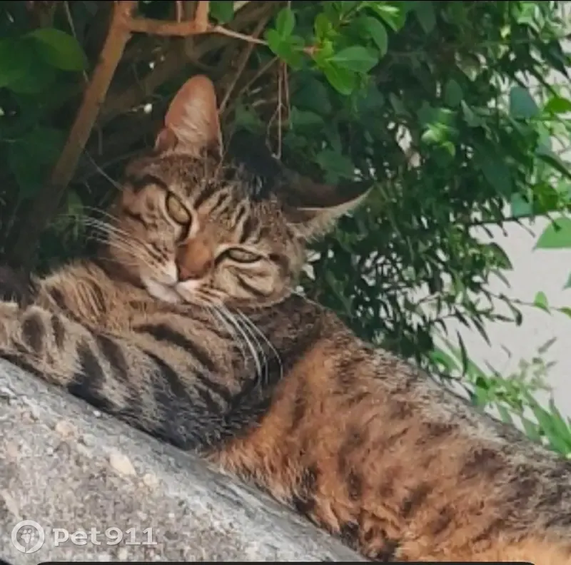 Chat tigré perdu à Arcueil - photo