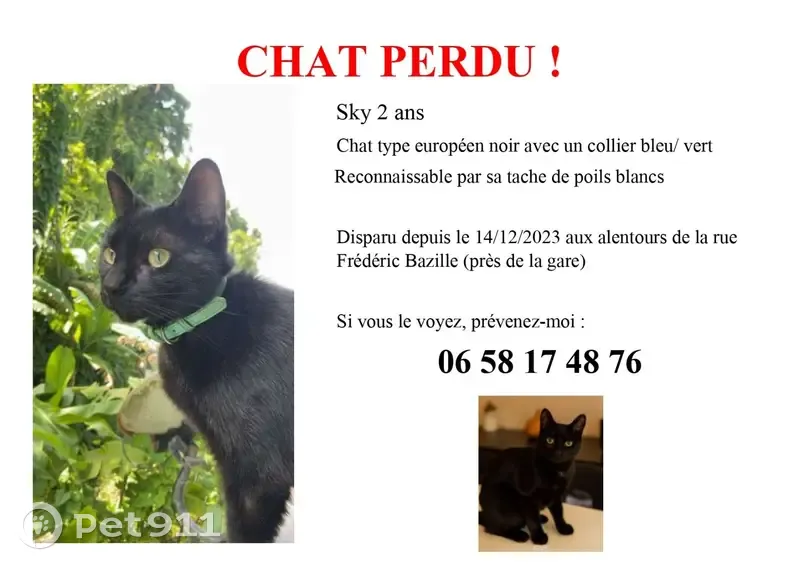 Chat noir perdu, collier bleu - photo