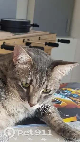 Chat gris-blanc perdu à Séné - photo