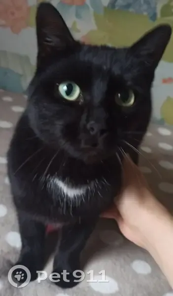 Chatte noire trouvée à Bourges - photo