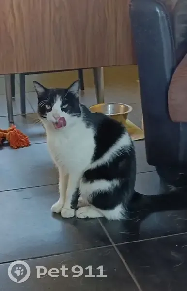 Chat noir et blanc perdu - photo