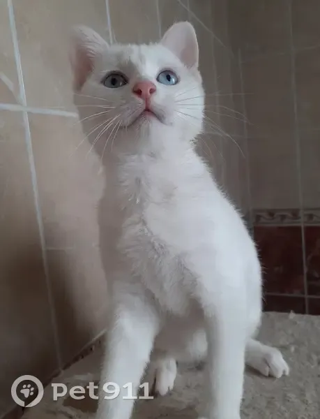 Chaton sourd blanc perdu, Paris 13 - photo