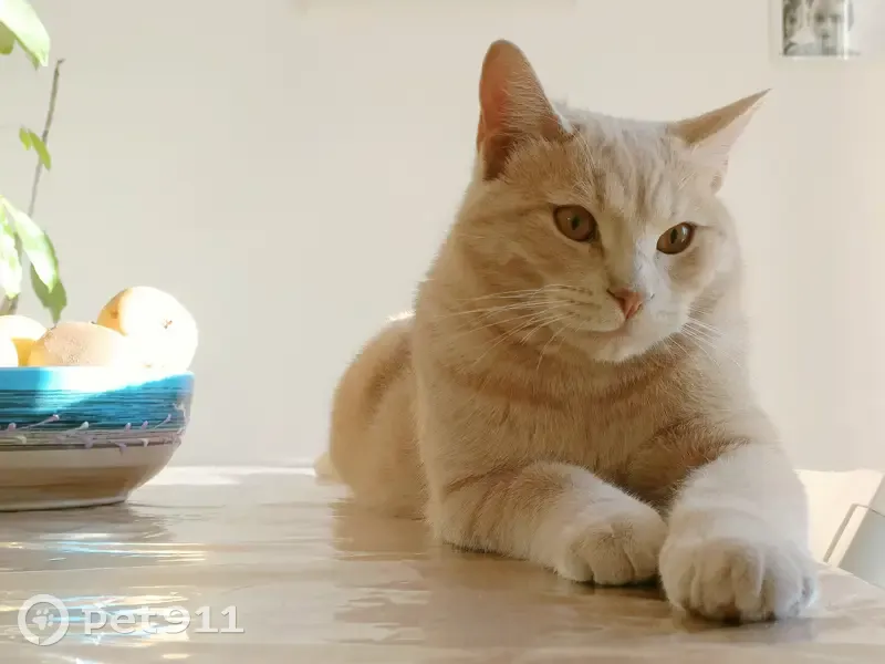 Chaton roux perdu à Toulon - photo