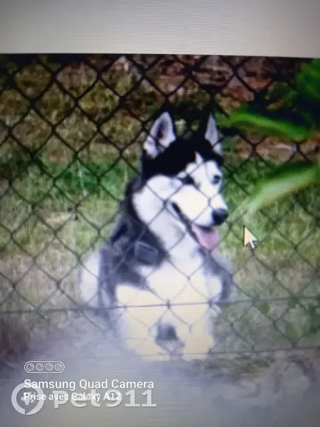 Mitika, Husky égarée à Fleury - photo