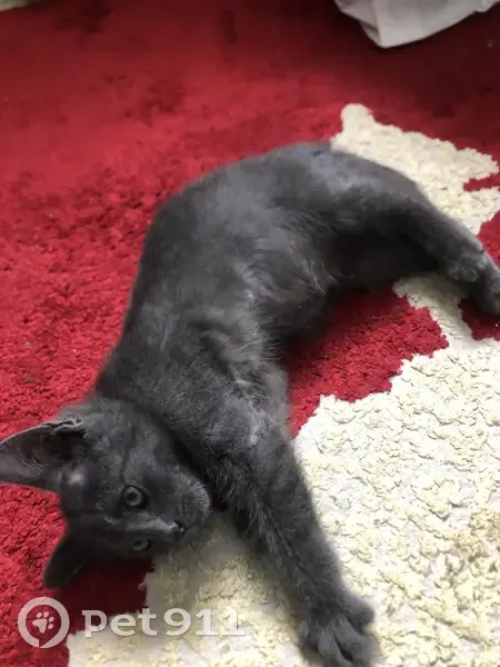 Chaton chartreux perdu à Marseille - photo