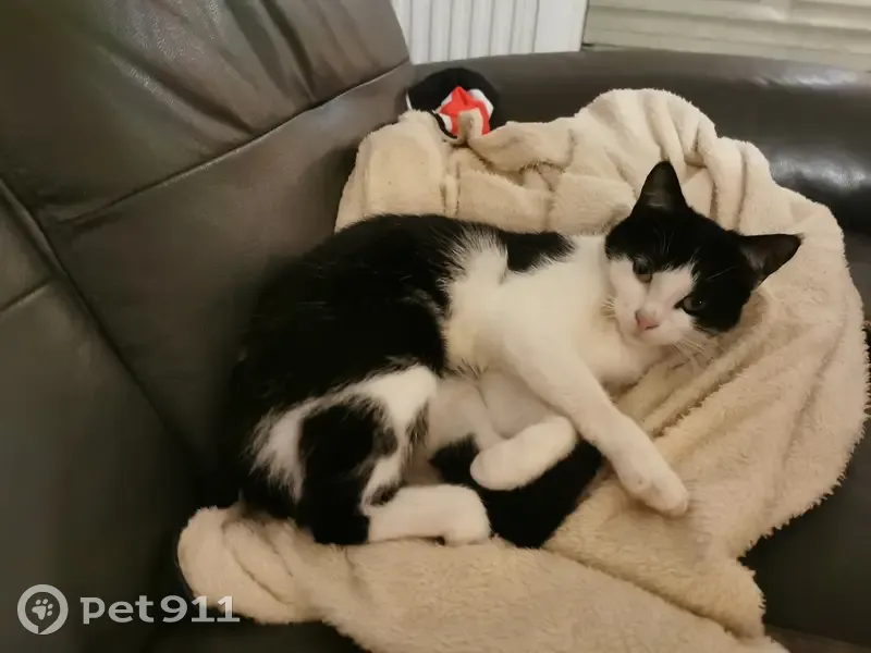 Chatte Shups disparue à Amilly - photo