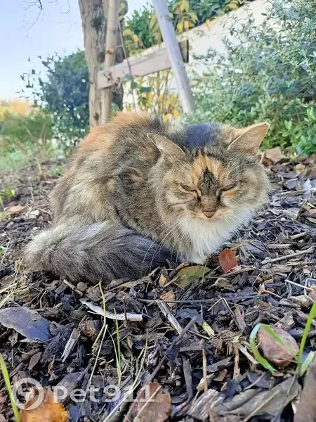Chat âgé trouvé à La Rochelle - photo