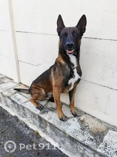 Joker, chien perdu à Monnerville - photo