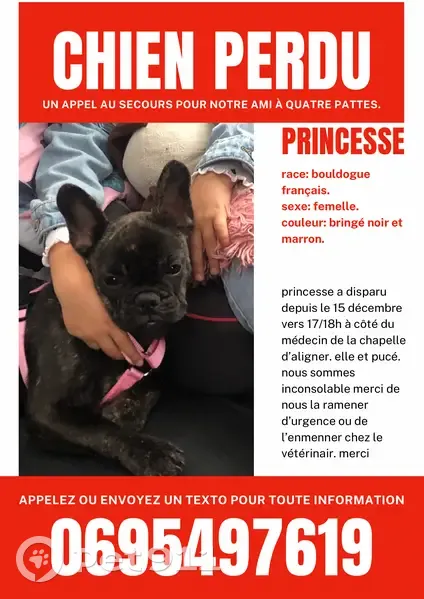 Chien perdu, tache blanche, La Chapelle - photo