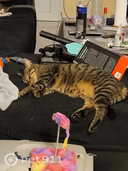 Chat tigré perdu à Gamarde - photo