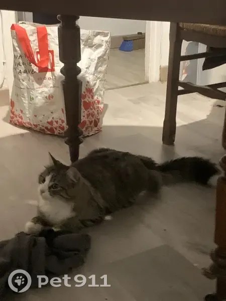 Chat tigré perdu à Brissac D108 - photo