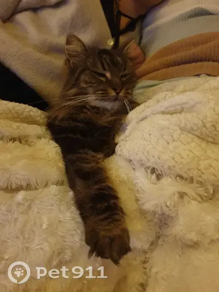 Chatte âgée perdue à Bordeaux - photo