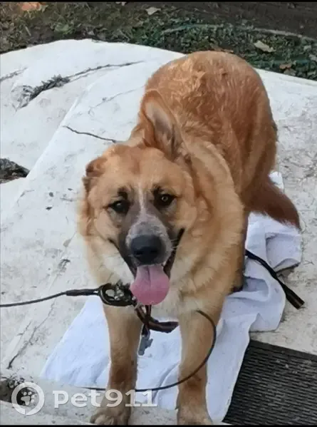 Chien berger beige trouvé - photo