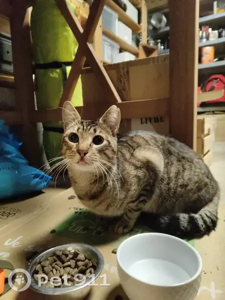 Chat tigré non identifié trouvé - photo