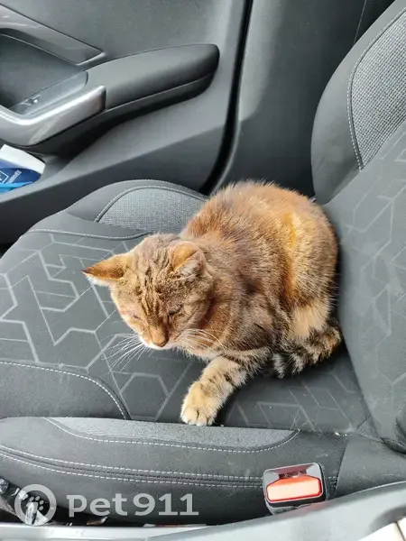Chatte perdue à Vénérolles - photo