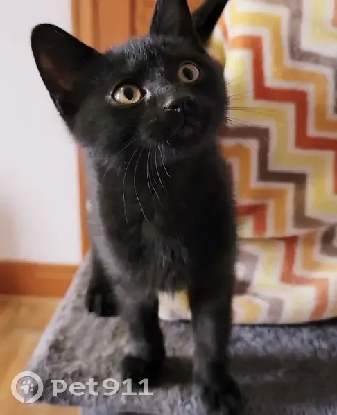 Chaton noir perdu - Récompense - photo