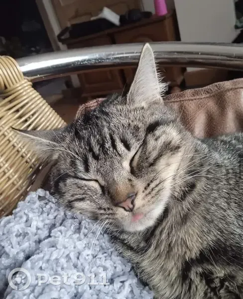 Chaton perdu, miaule fort - St-Étienne - photo