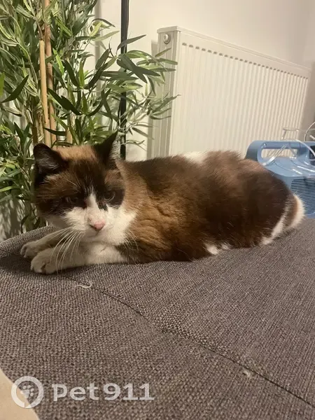 Chat mâle perdu à Villenave - photo