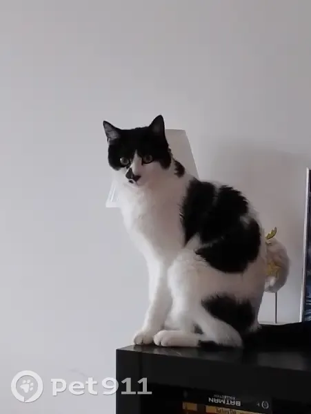 Chat Mario perdu à Corbeil-Essonnes - photo