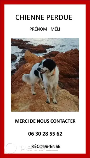 Chien Border Croisé Perdu D21 - photo