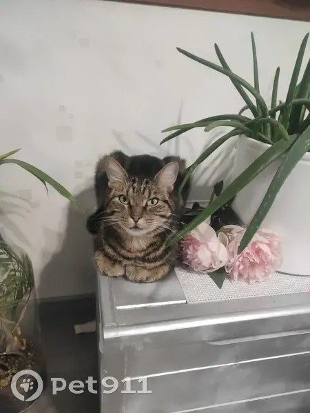 Chatte tigrée perdue à Toul - photo