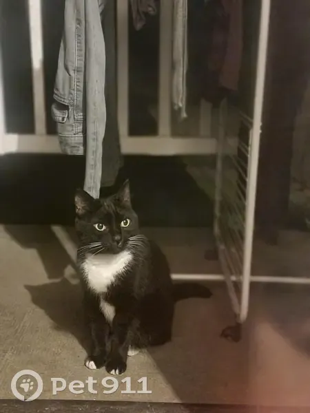 Chat noir et blanc trouvé à Melleroy - photo