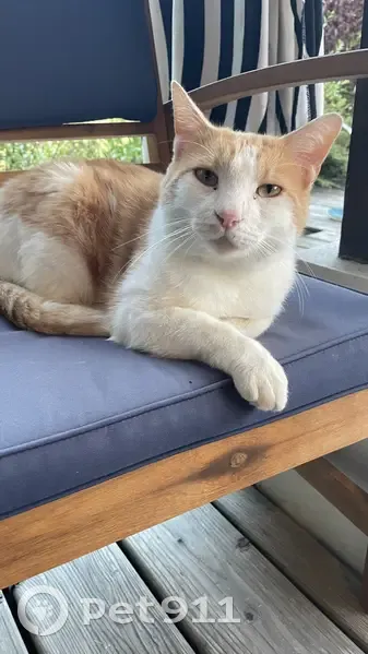 Chat roux et blanc perdu - Maisod - photo