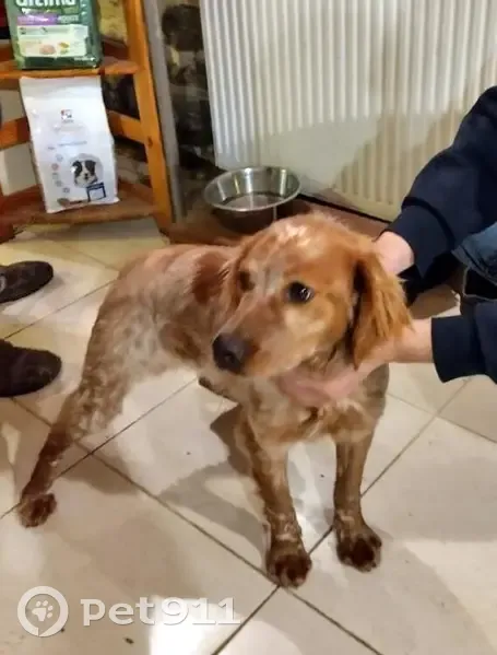 Chiot Épagneul Perdu D117b - photo